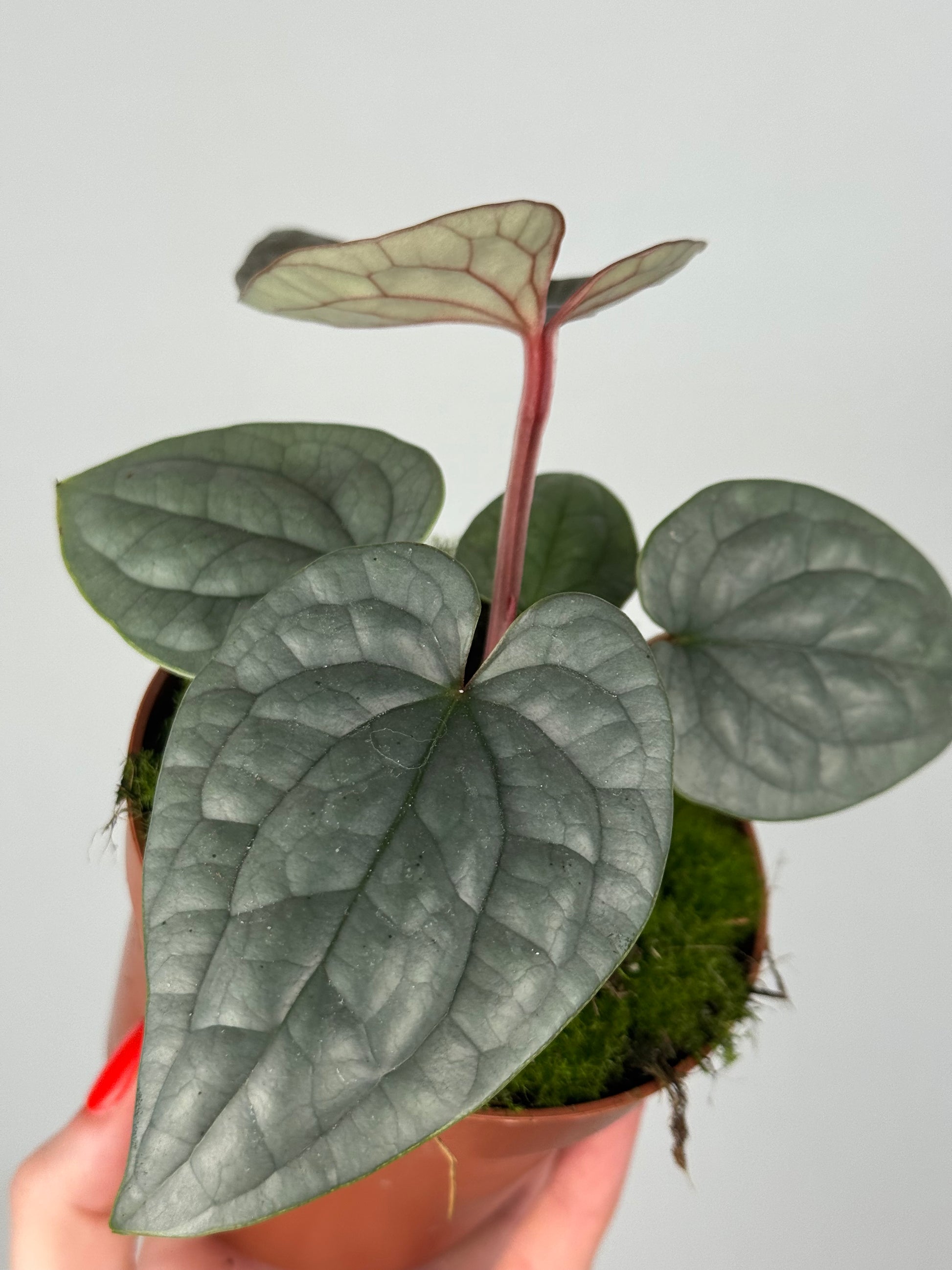 Anthurium Luxurians