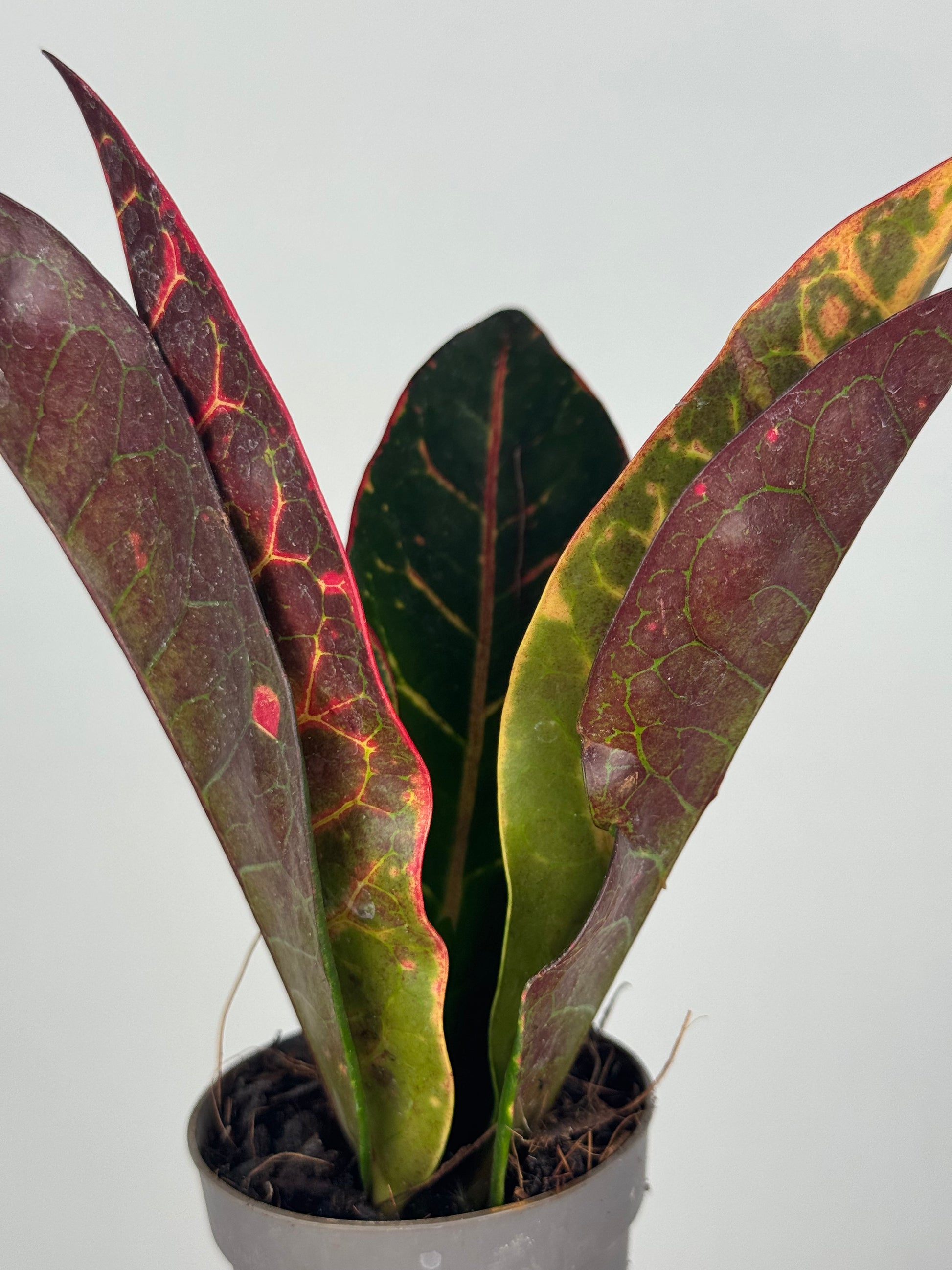 Codiaeum variegatum “Petra”
