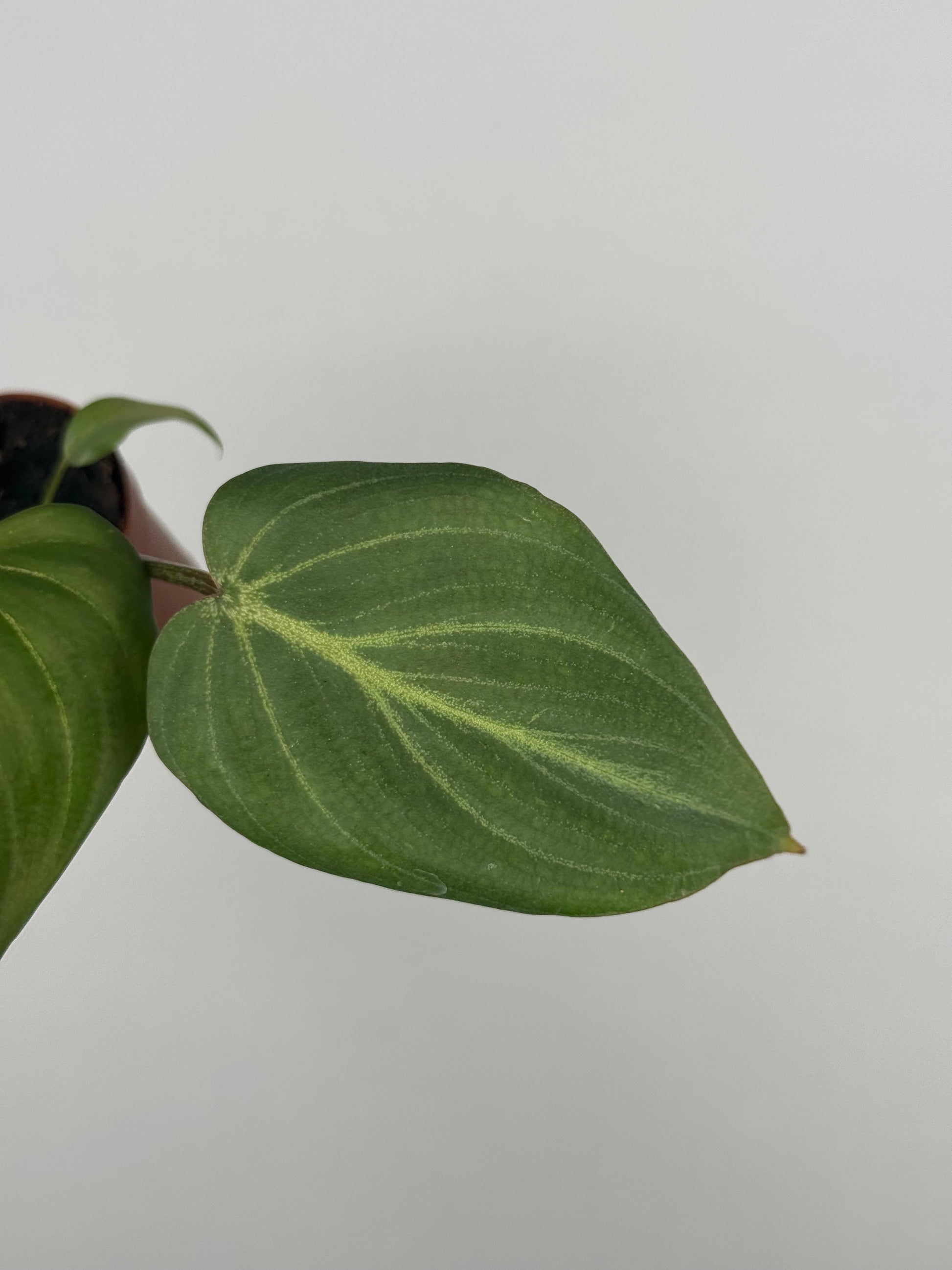 Philodendron Gloriosum