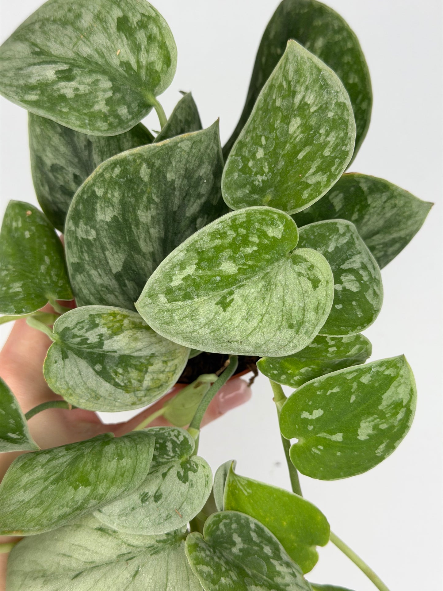 Scindapsus Pictus 'Silvery Ann' Scindapsus Tropical Corner