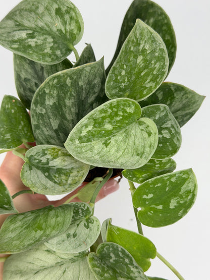 Scindapsus Pictus 'Silvery Ann' Scindapsus Tropical Corner