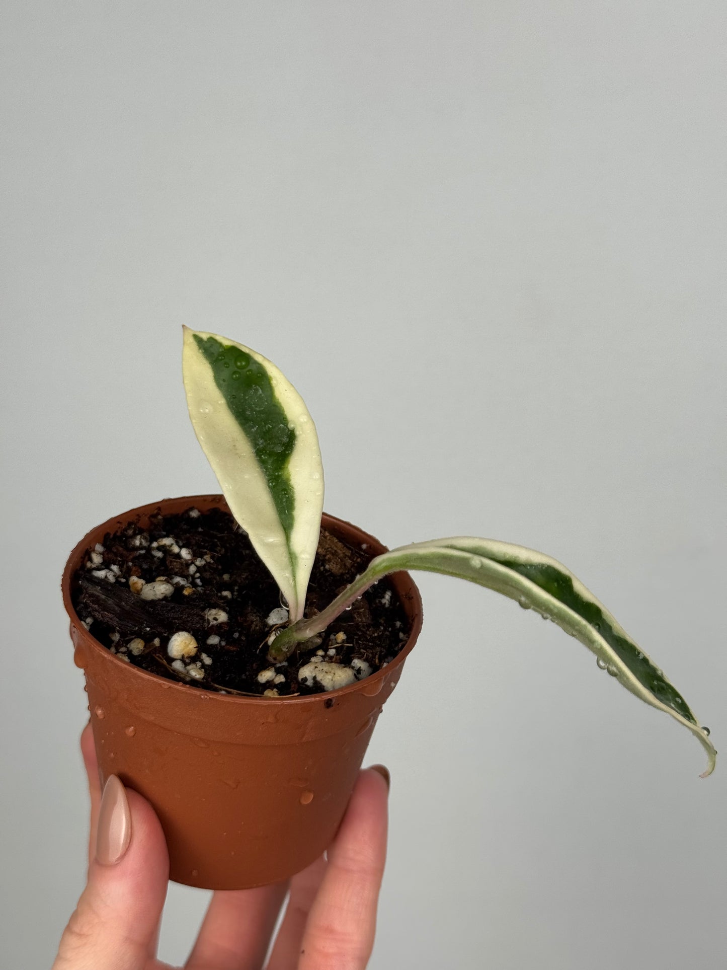 Hoya Krimson Queen | Lily