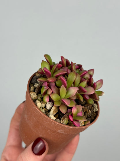 Anacampseros Rufescens variegato
