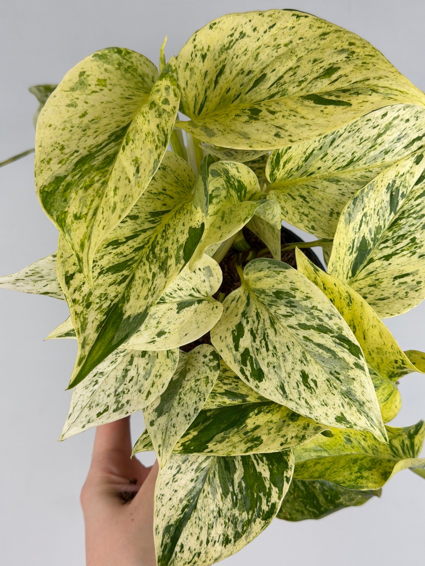 Epipremnum pinnatum 'Snow Leopard' Epipremnum Tropical Corner