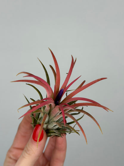 Tillandsia ionantha 'Red'