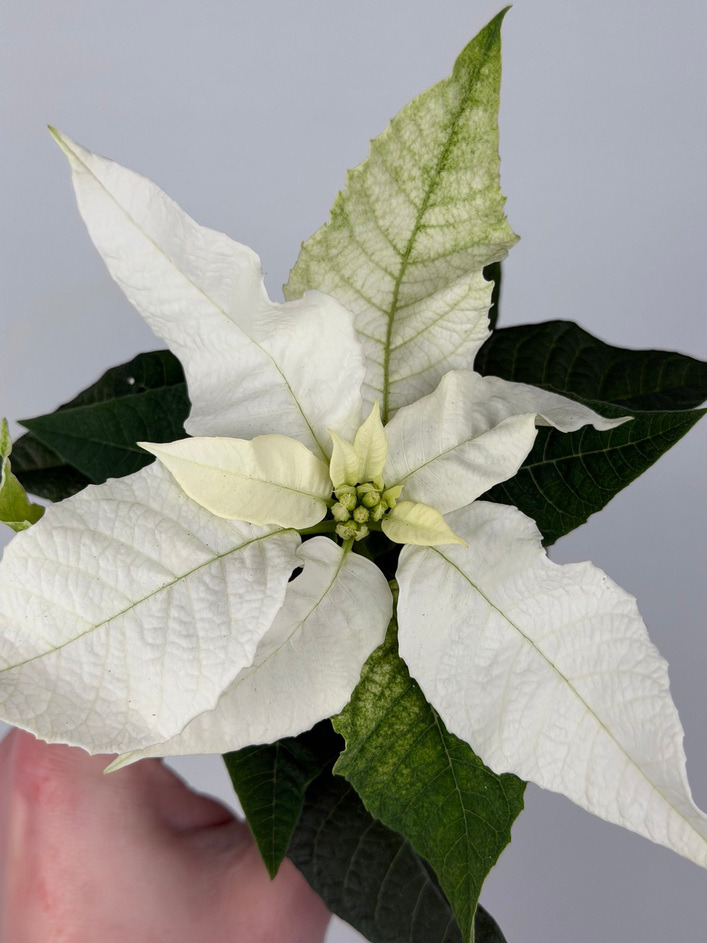 Euphorbia pul. Princettia Pure White