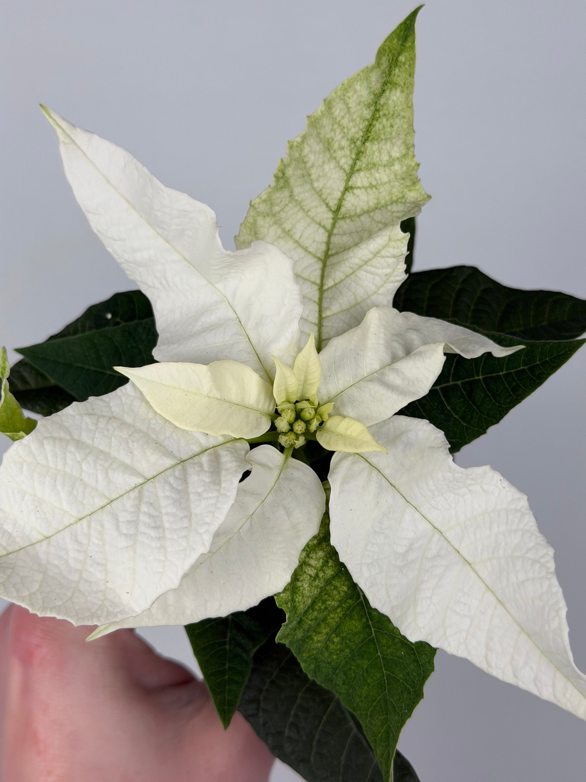 Euphorbia pul. Princettia Pure White