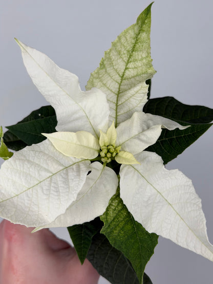 Euphorbia pul. Princettia Pure White