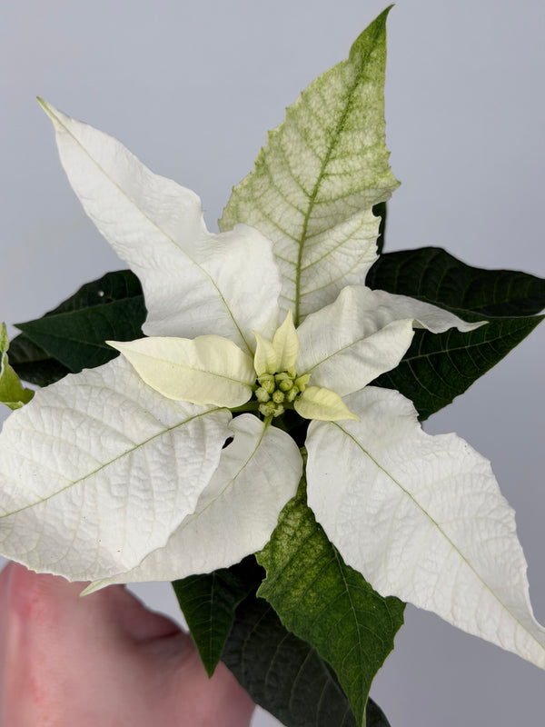 Princettia Pure White