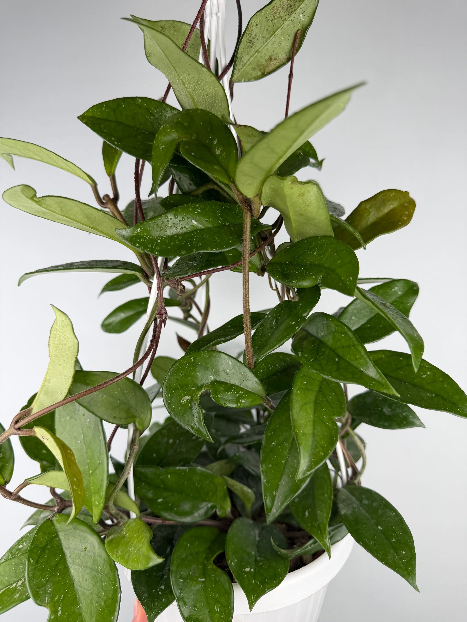 Hoya Carnosa 'Freckles Splash' Hoya Tropical Corner