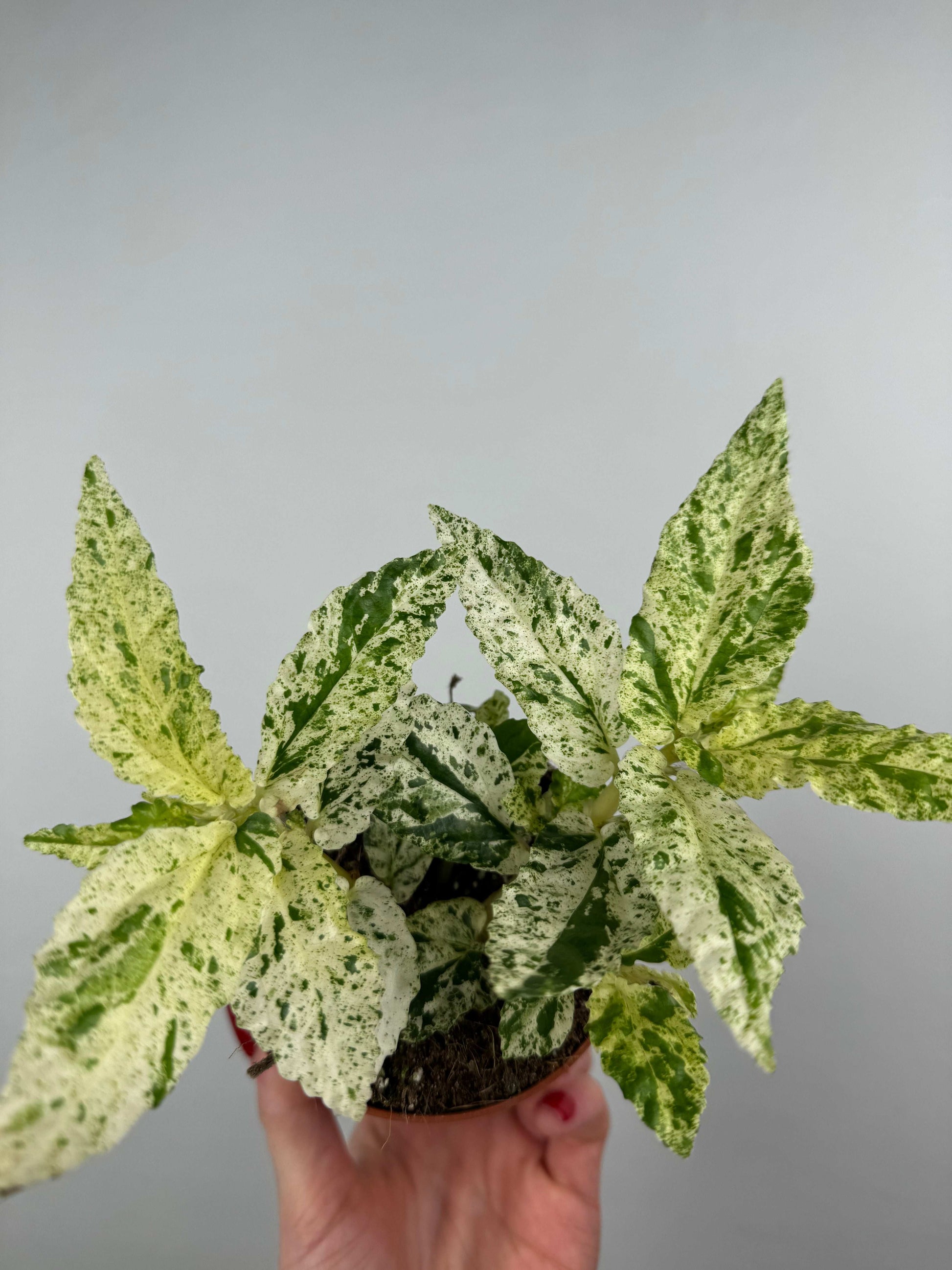 Pellionia Repens “Variegata”