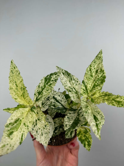 Pellionia Repens “Variegata”