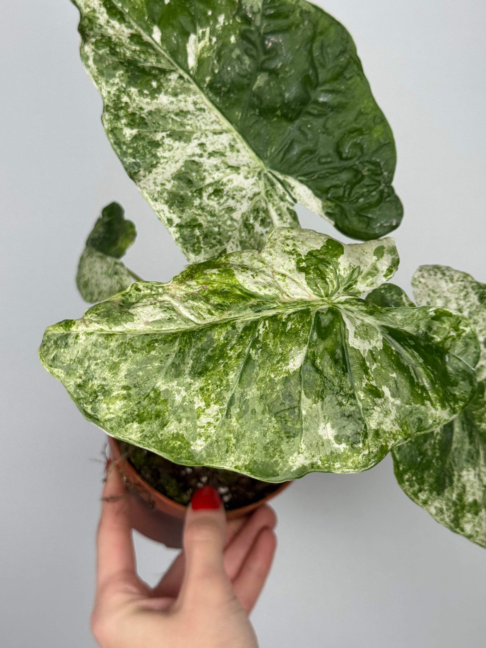 Alocasia Macrorrhiza Splash