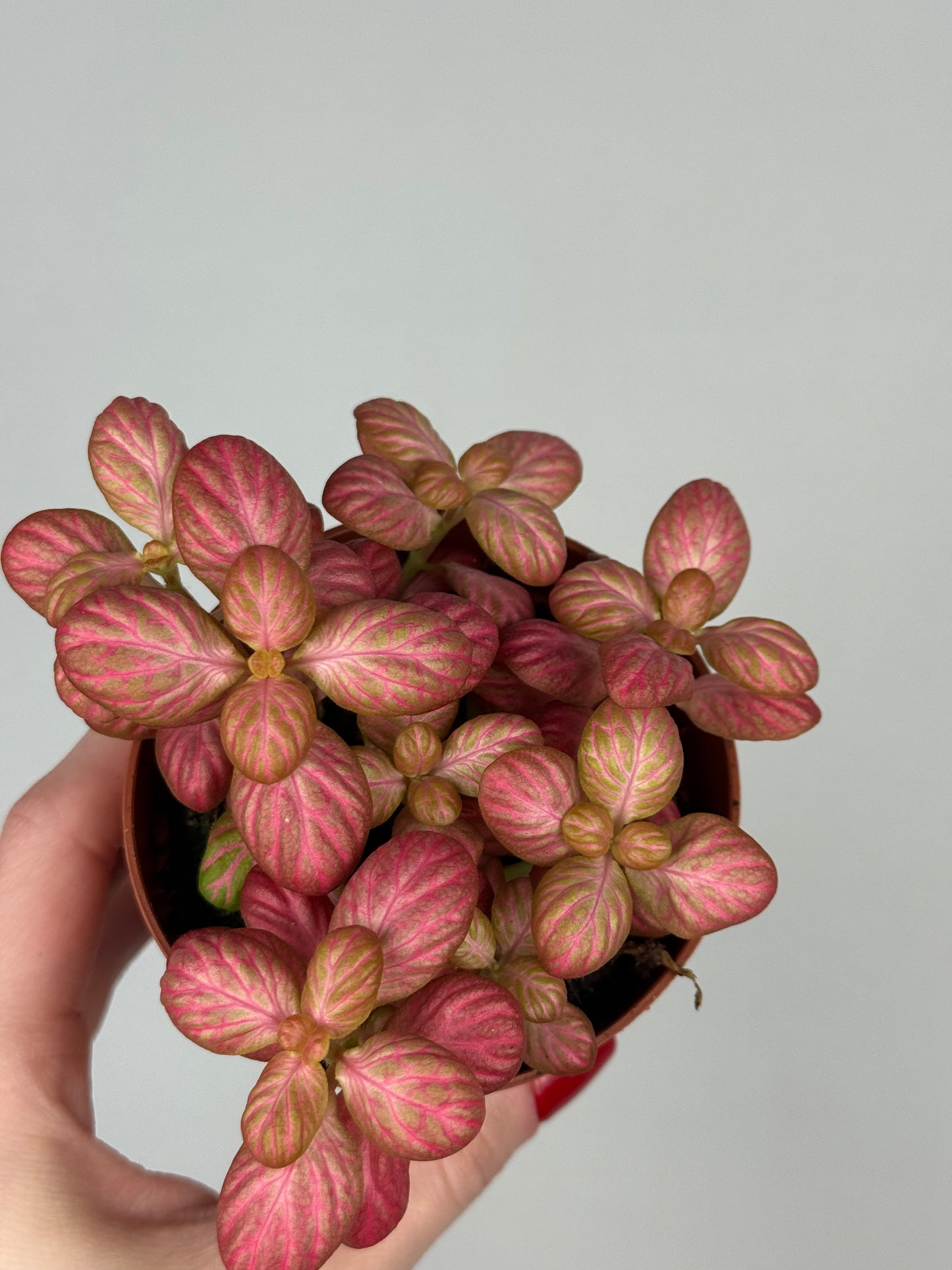Fittonia “Pink Special”