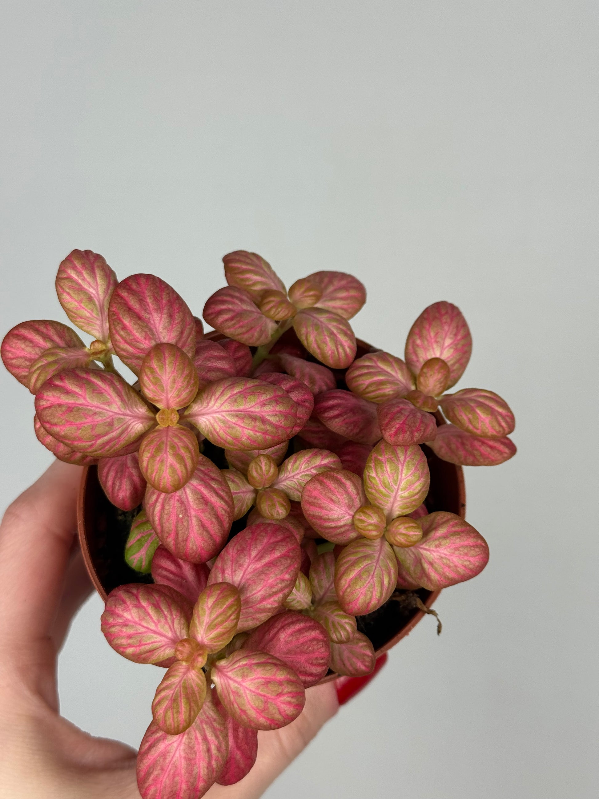 Fittonia “Pink Special”