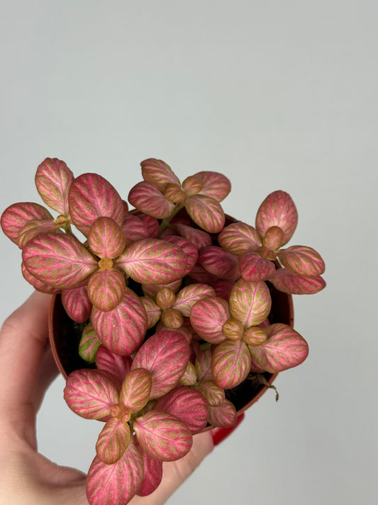 Fittonia “Pink Special”