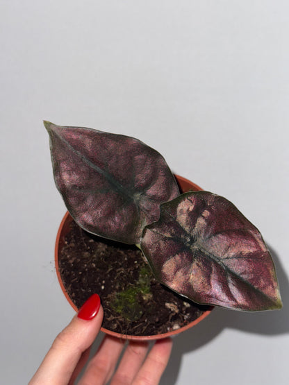 Alocasia Infernalis 'Black Magic'