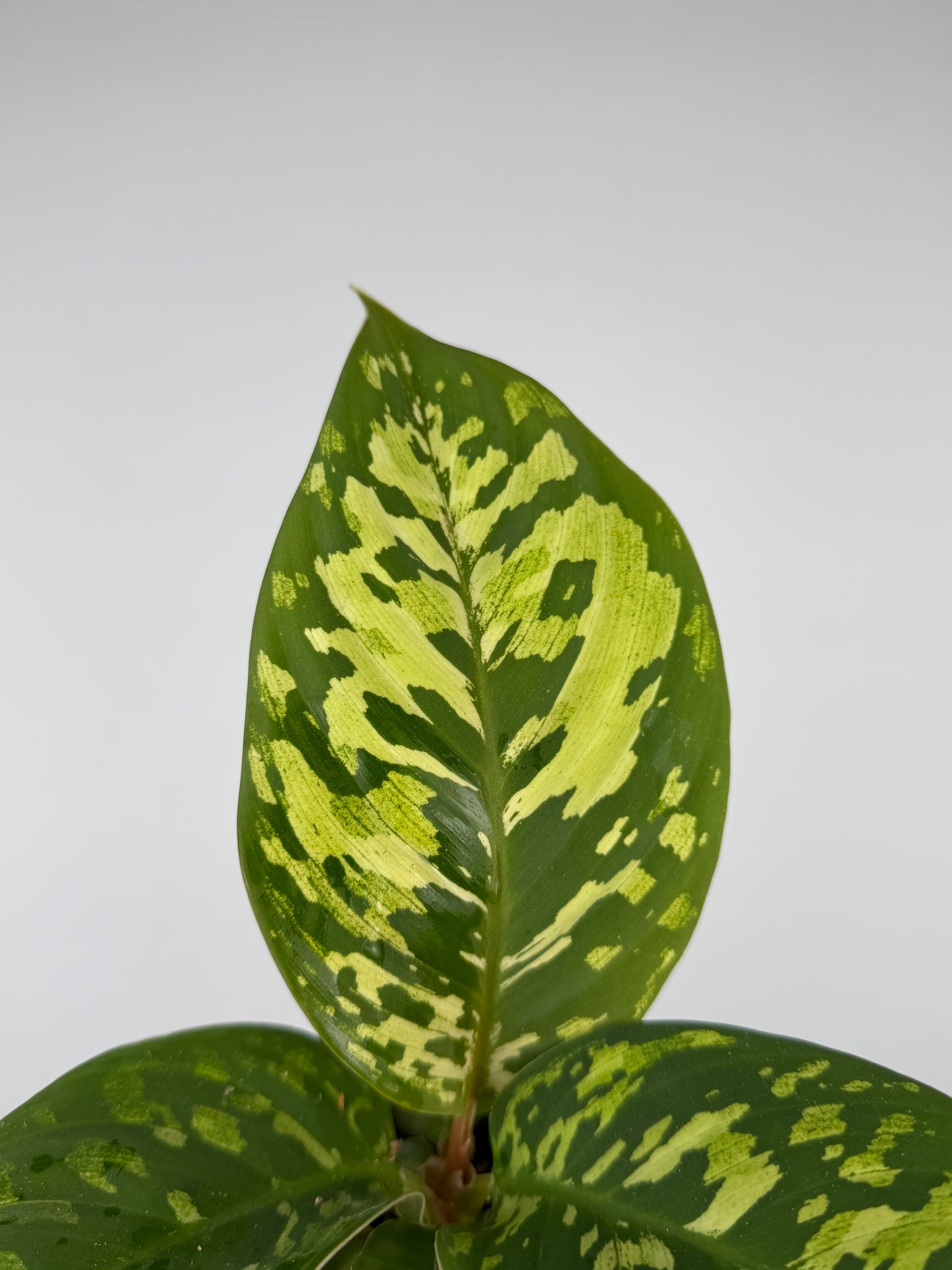 Homalomena wallisii 'Camouflage' Homalomena Tropical Corner