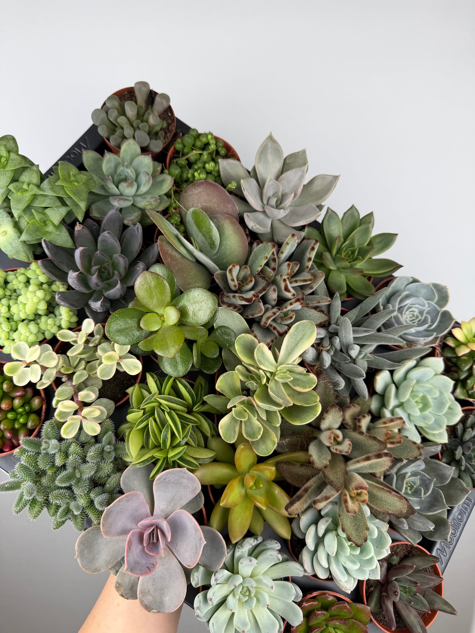 Box 10 Baby Succulente