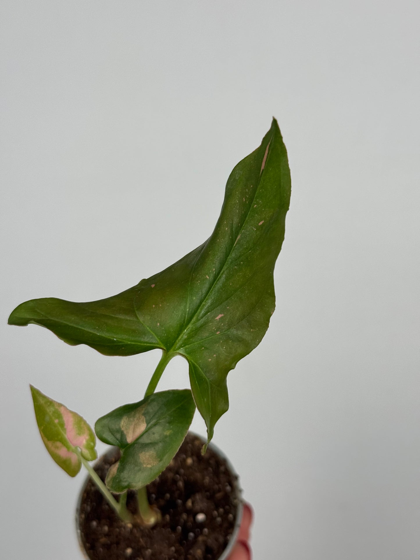 Syngonium Pink Splash | Sam