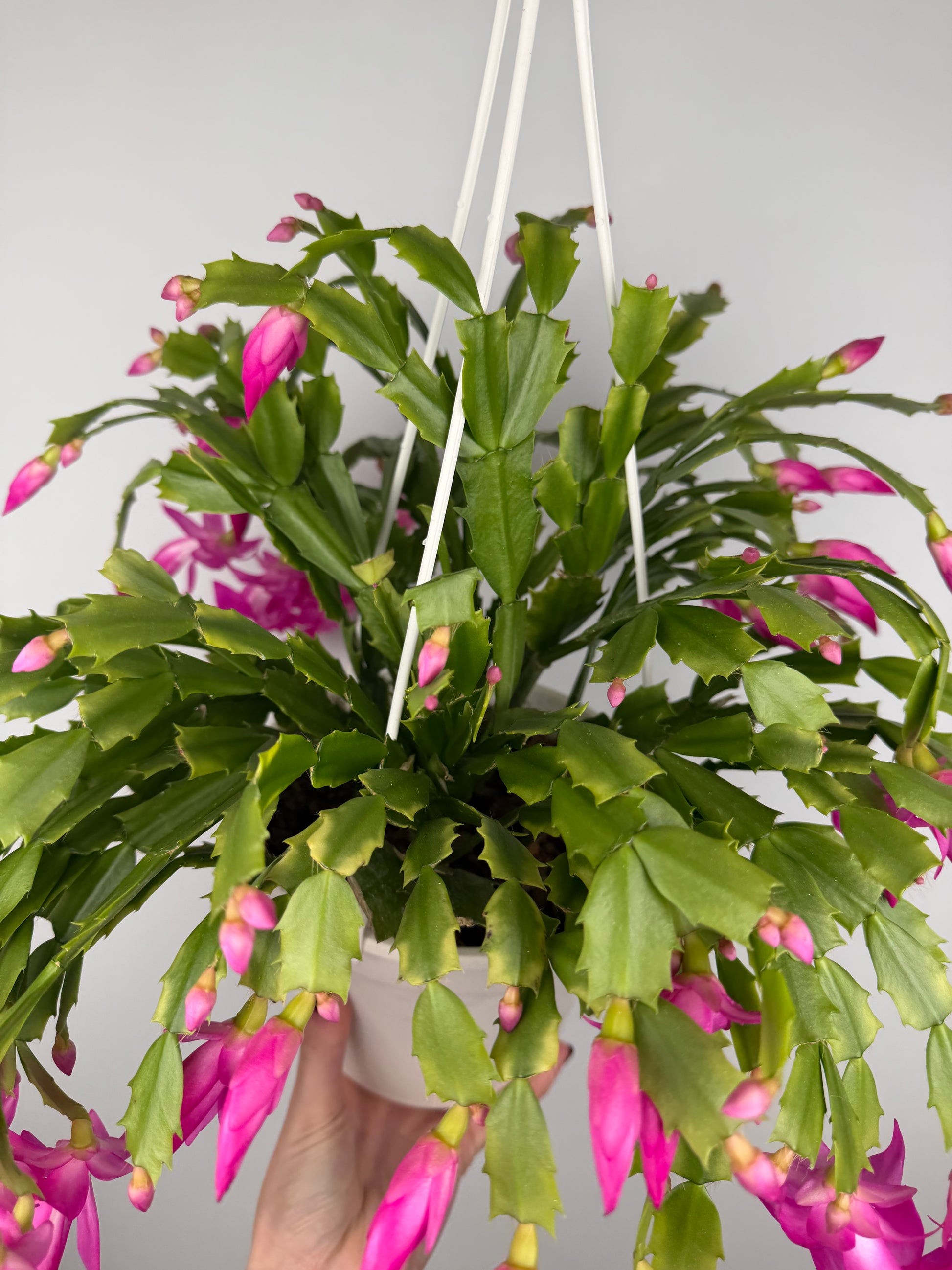Schlumbergera Fucsia