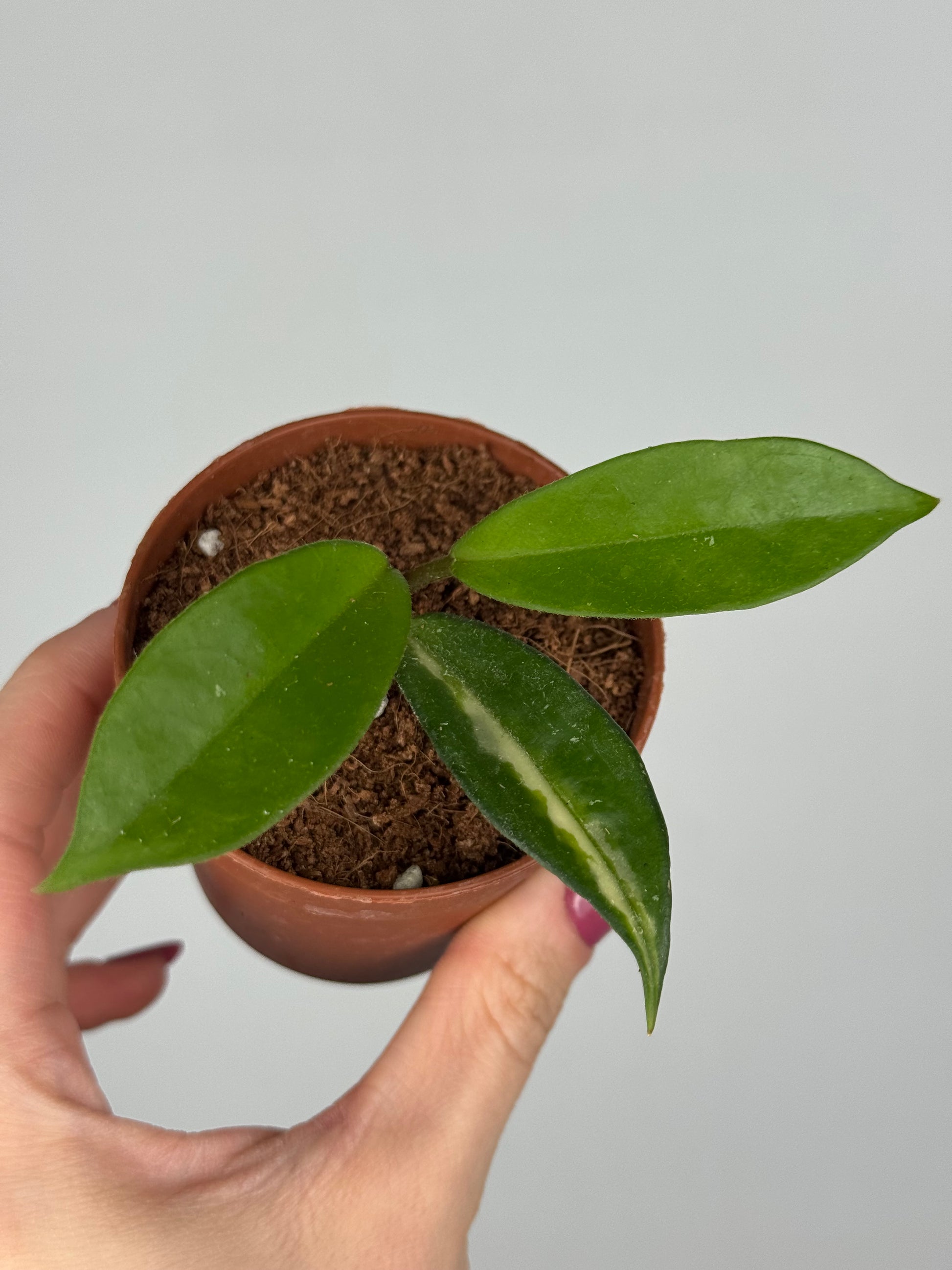 Hoya Tricolor | Tilia
