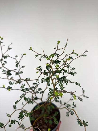 Sophora Prostrata “Little Baby”