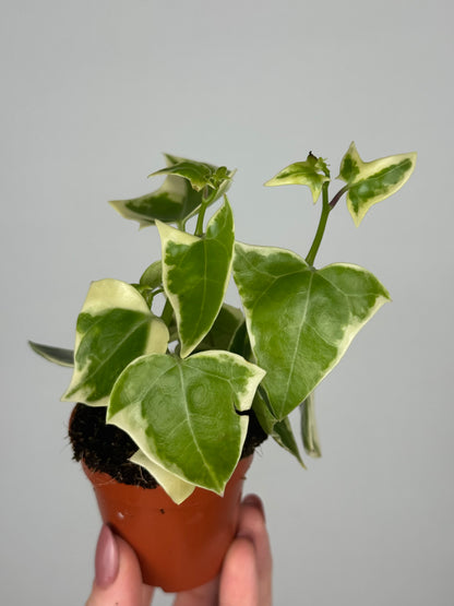Senecio macroglossus 'Variegatus'