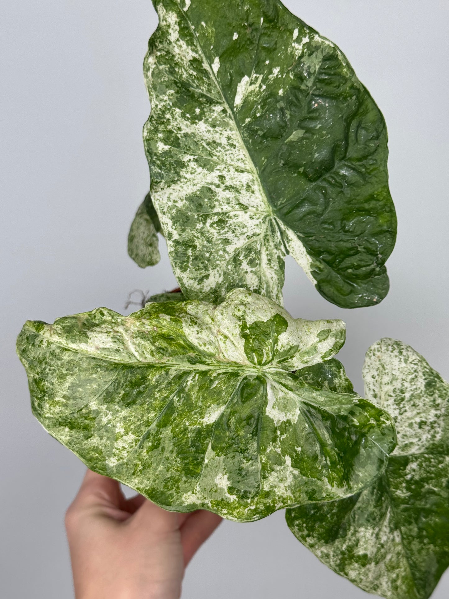 Alocasia Macrorrhiza Splash