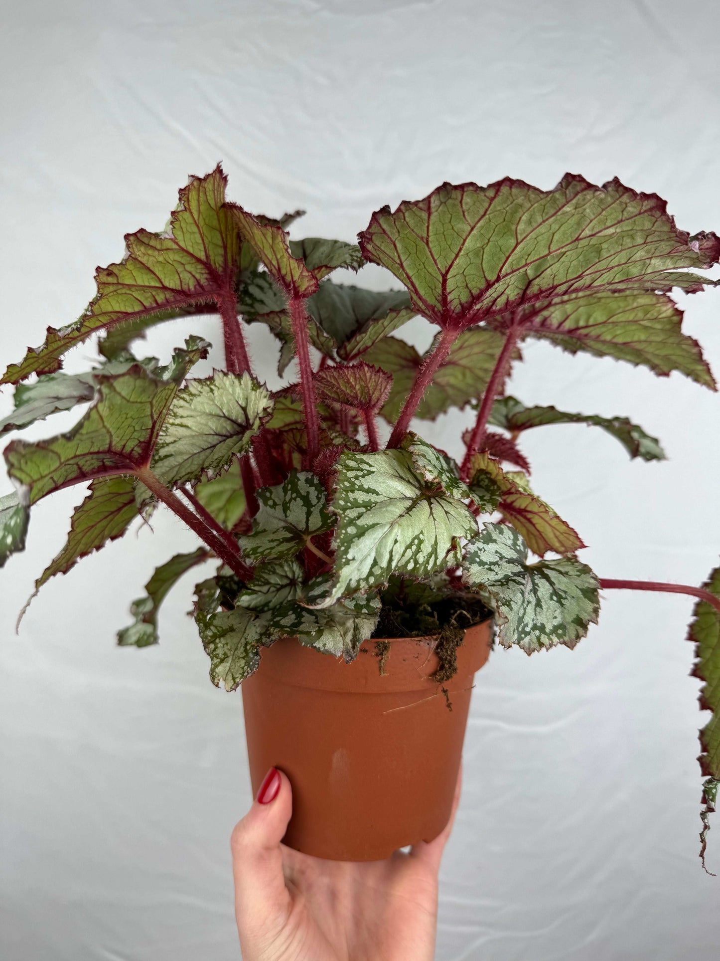 Begonia “Asian Tundra”