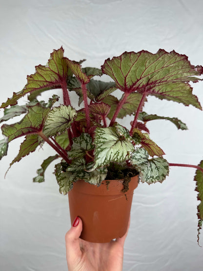 Begonia “Asian Tundra”