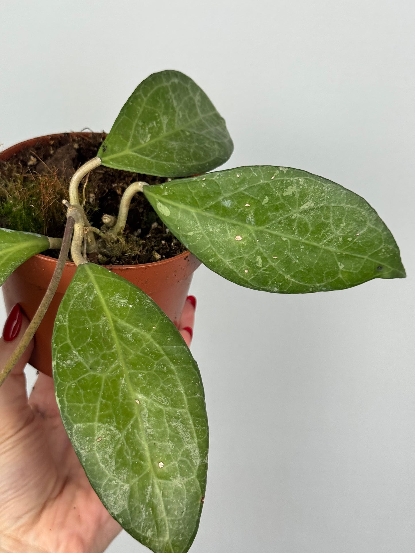 Hoya Verticillata “Wayang Splash”