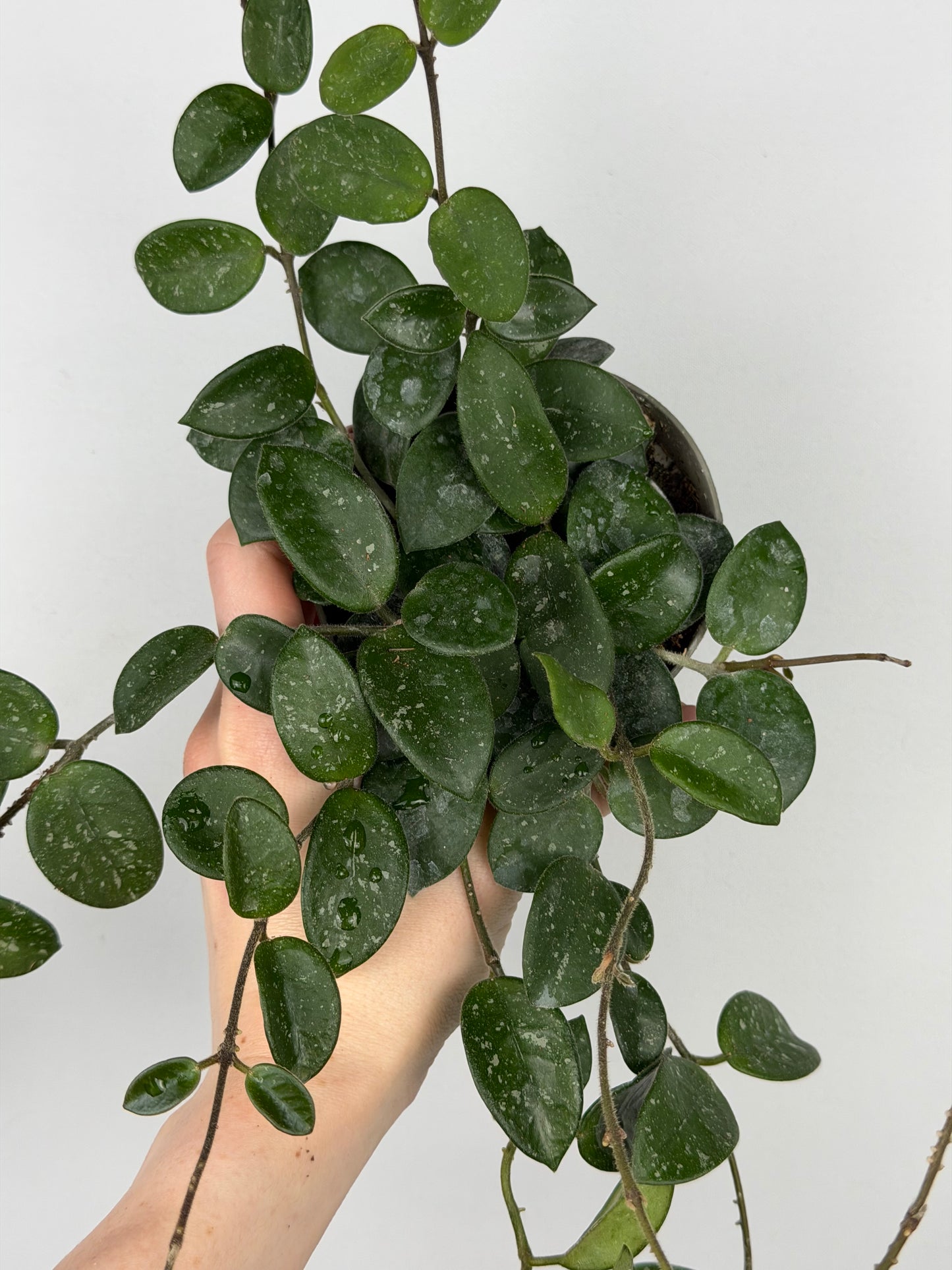 Hoya Mathilde Splash Hoya Tropical Corner