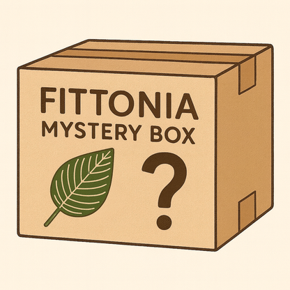Fittonia mystery box