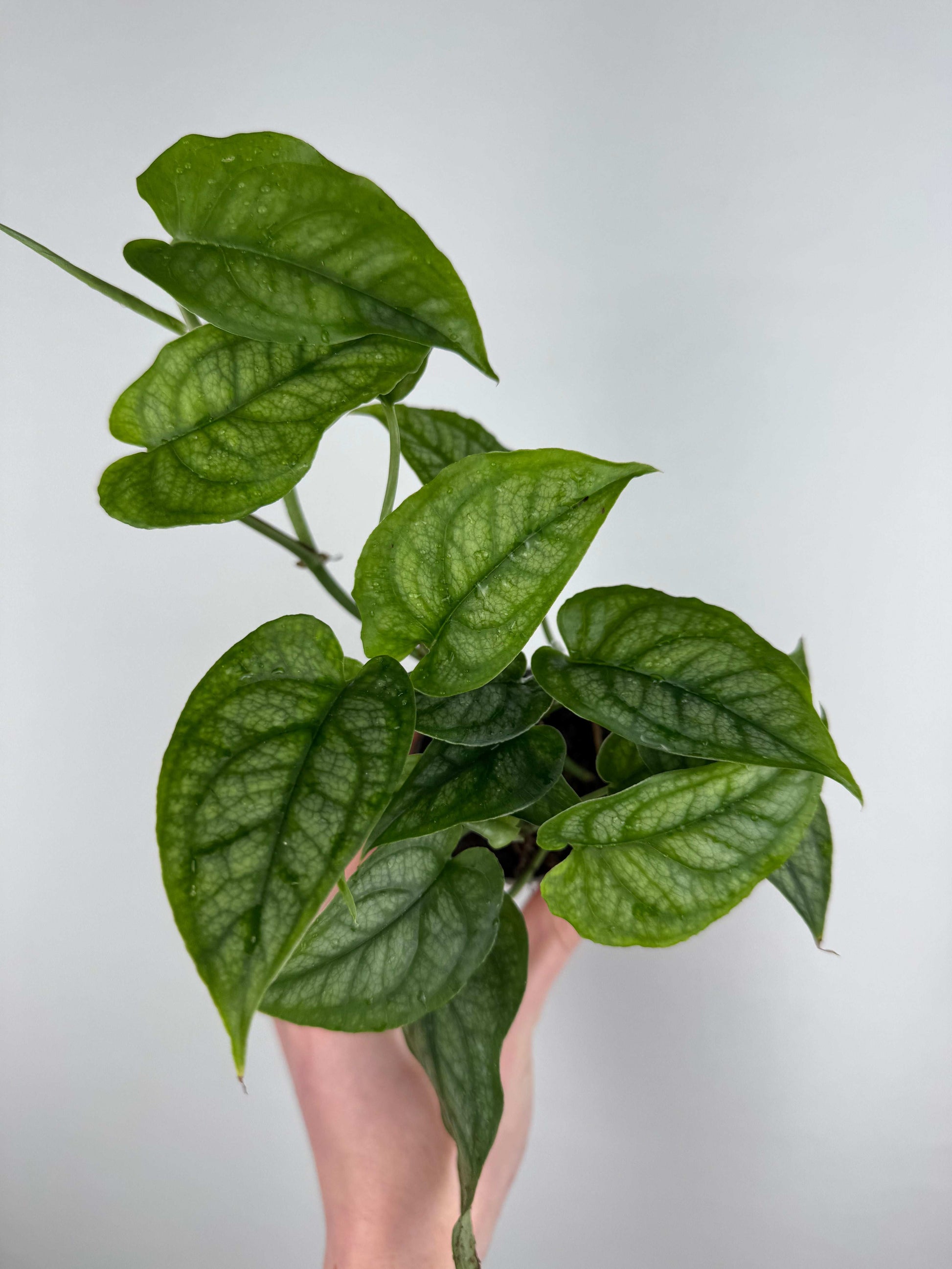 Monstera Siltepecana