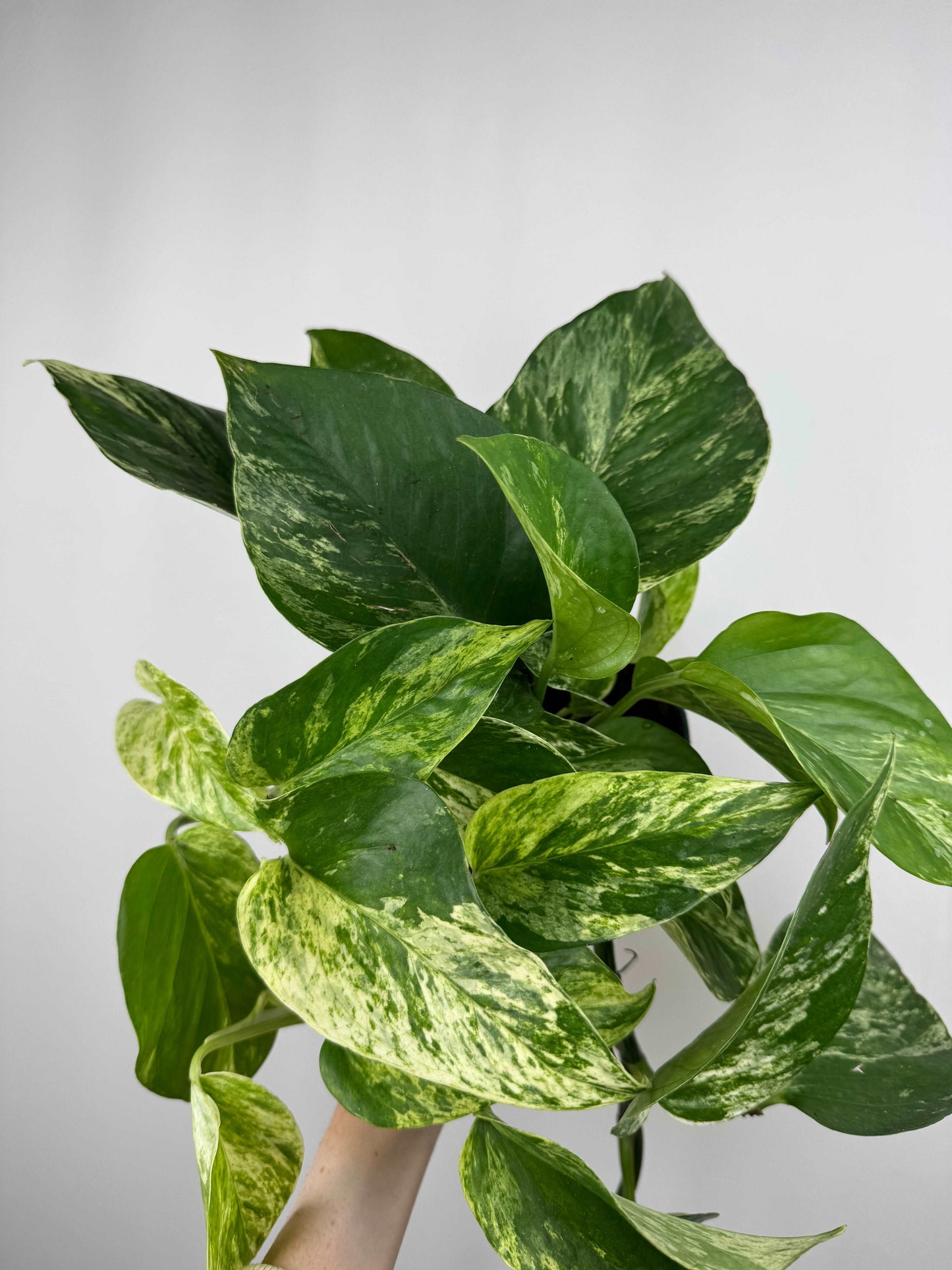 Epipremnum Marble Queen