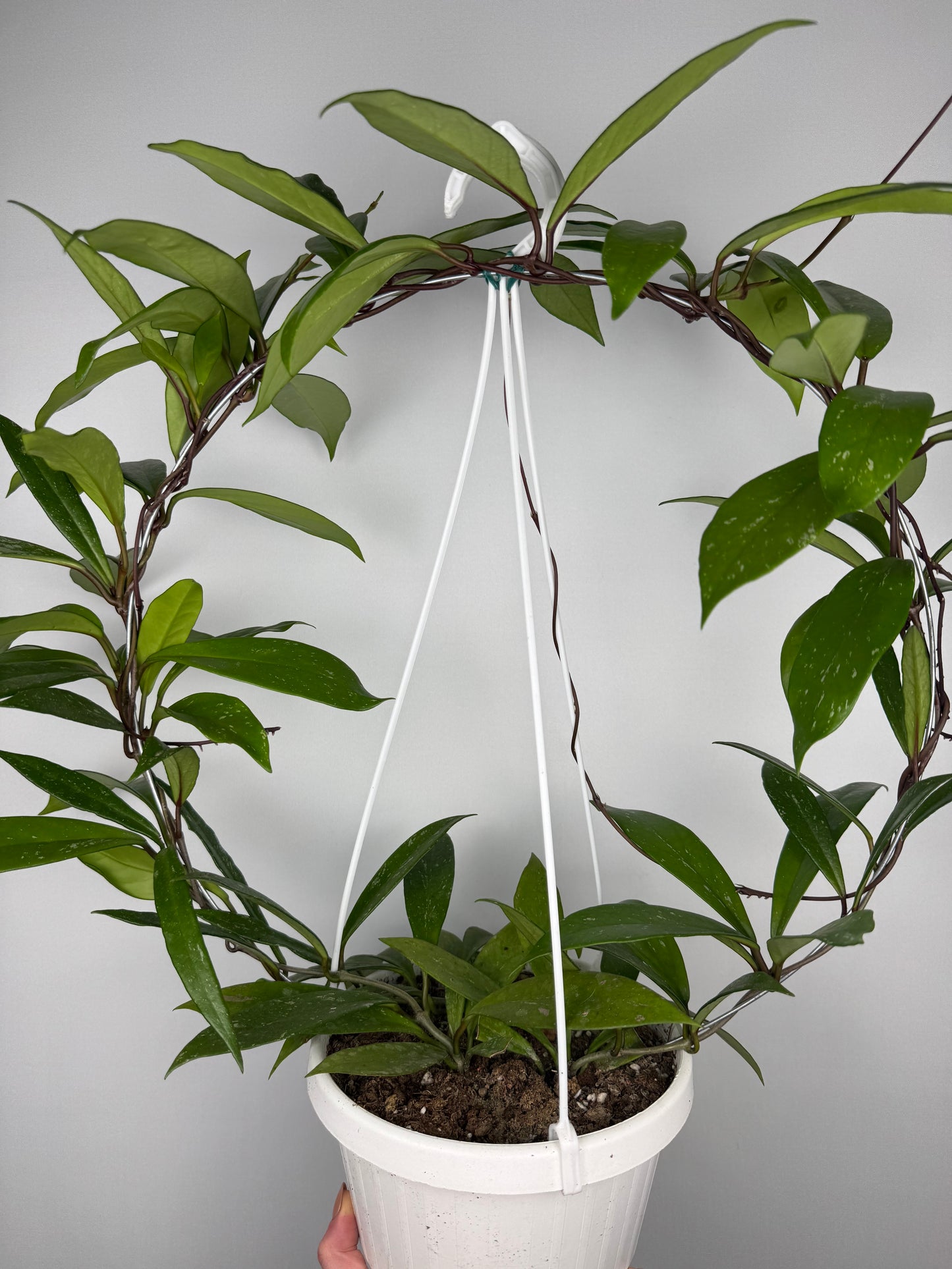 Hoya Pubicalyx
