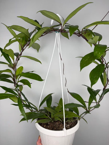 Hoya Pubicalyx