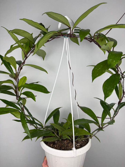 Hoya Pubicalyx