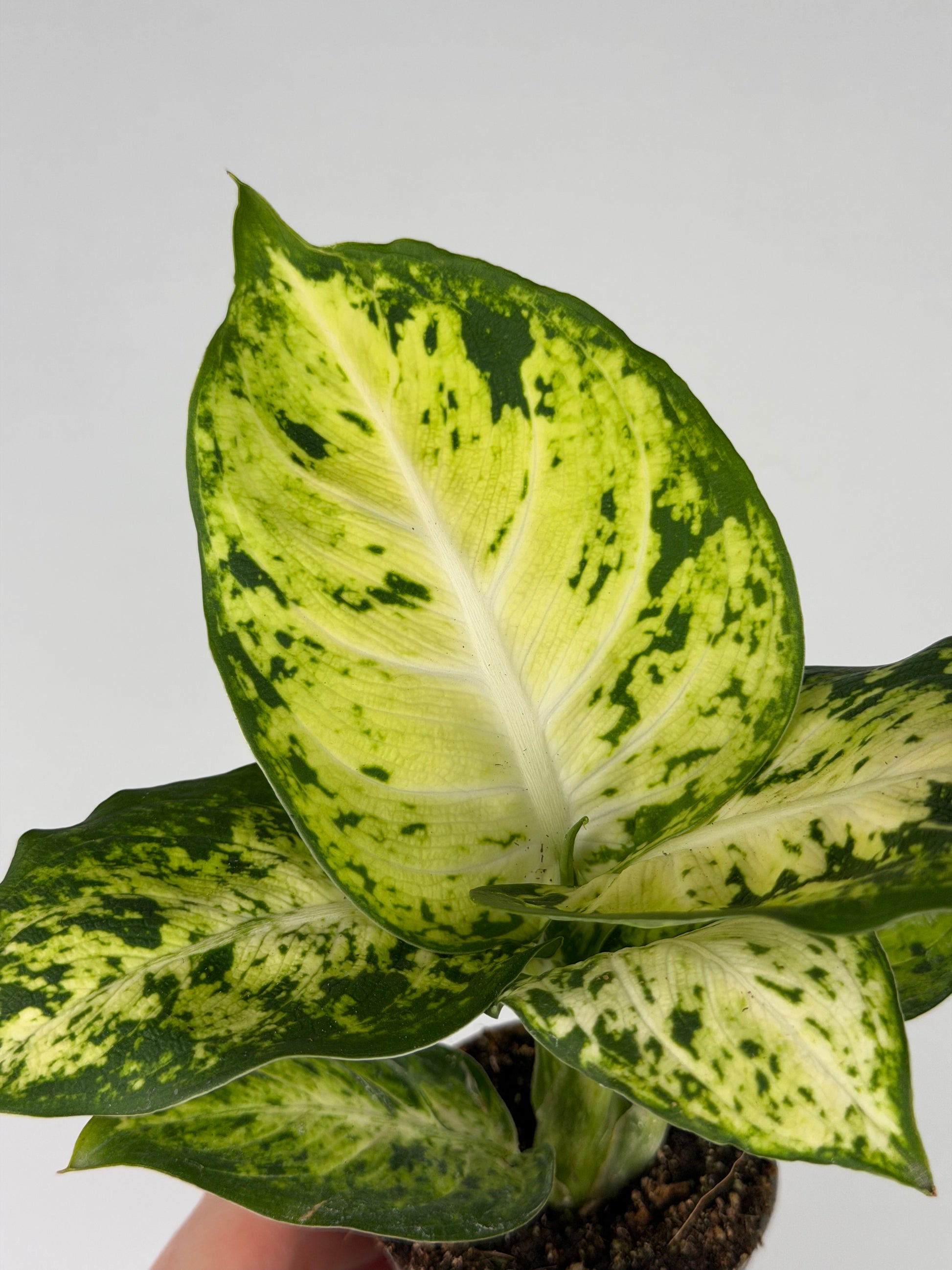 Dieffenbachia 'Amy' Maculata Dieffenbachia Tropical Corner