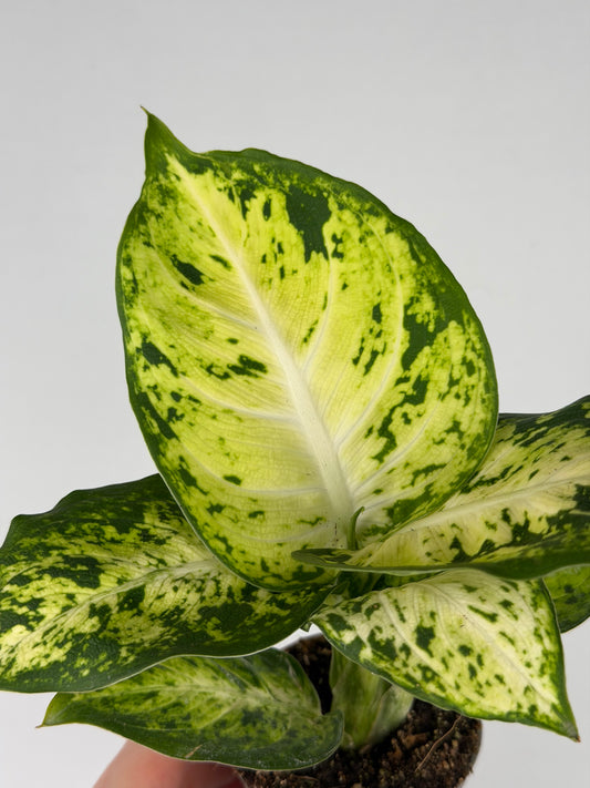Dieffenbachia 'Amy' Maculata Dieffenbachia Tropical Corner