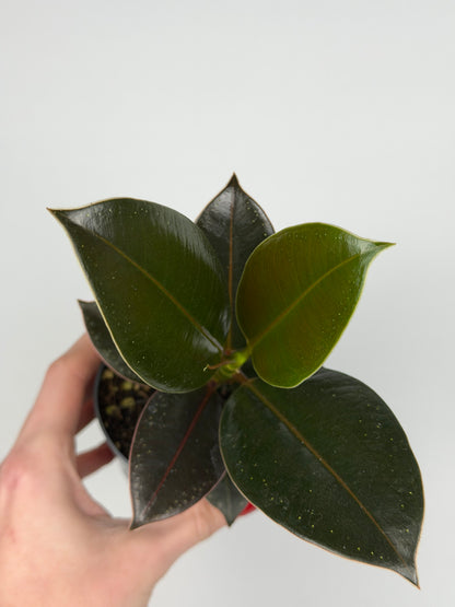 Ficus Elastica 'Melany'