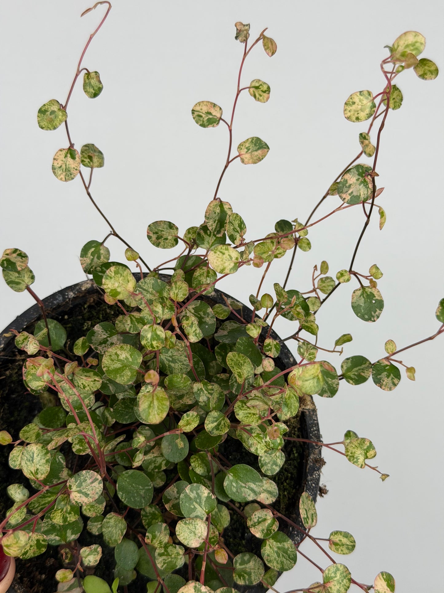 Muehlenbeckia complexa Mao'ri 'Pink Camouflage'