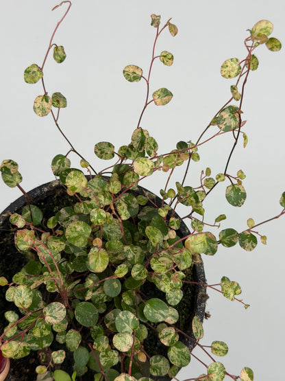 Muehlenbeckia complexa Mao'ri 'Pink Camouflage'