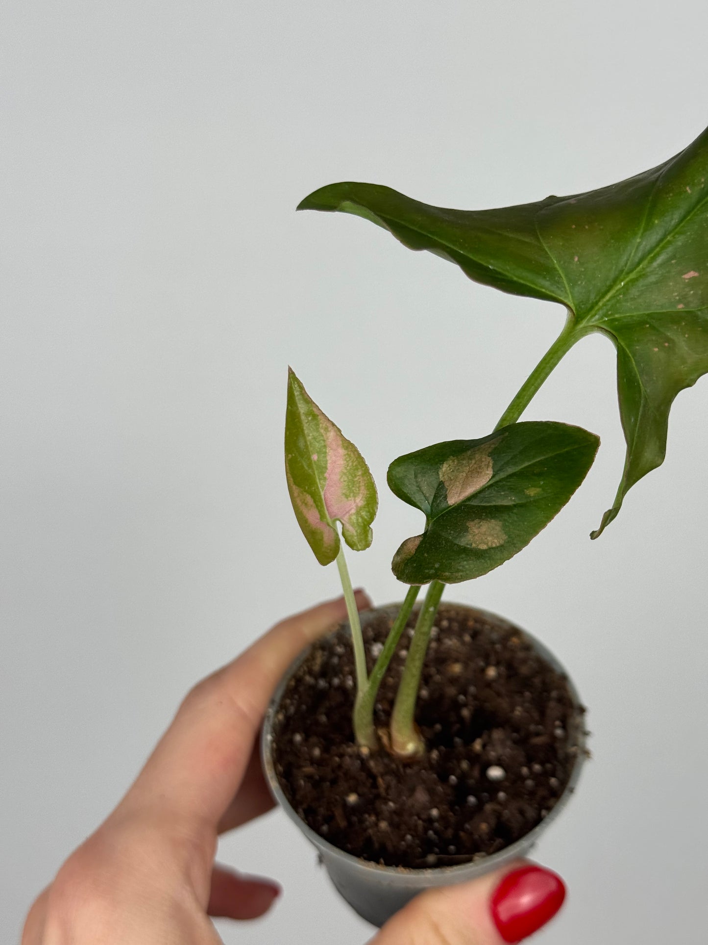 Syngonium Pink Splash | Sam