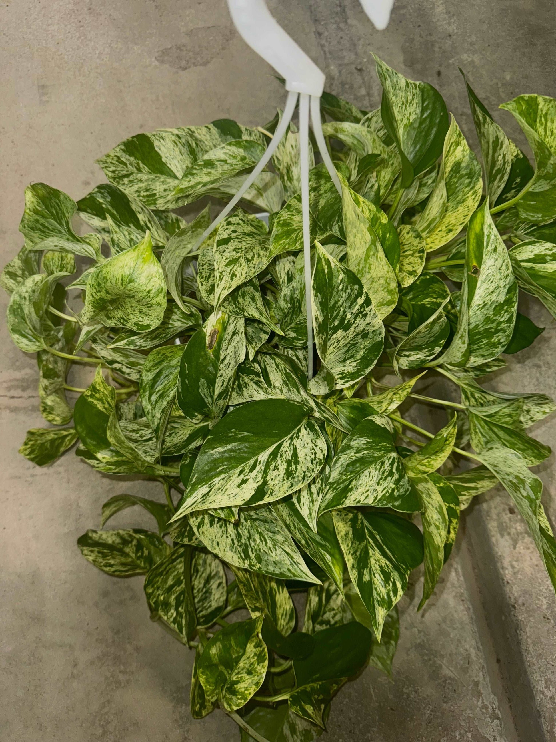 Epipremnum Marble Queen