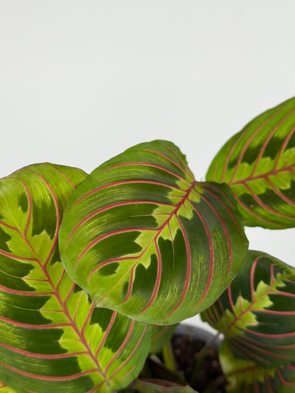 Maranta Leuconeura 'Fascinator'