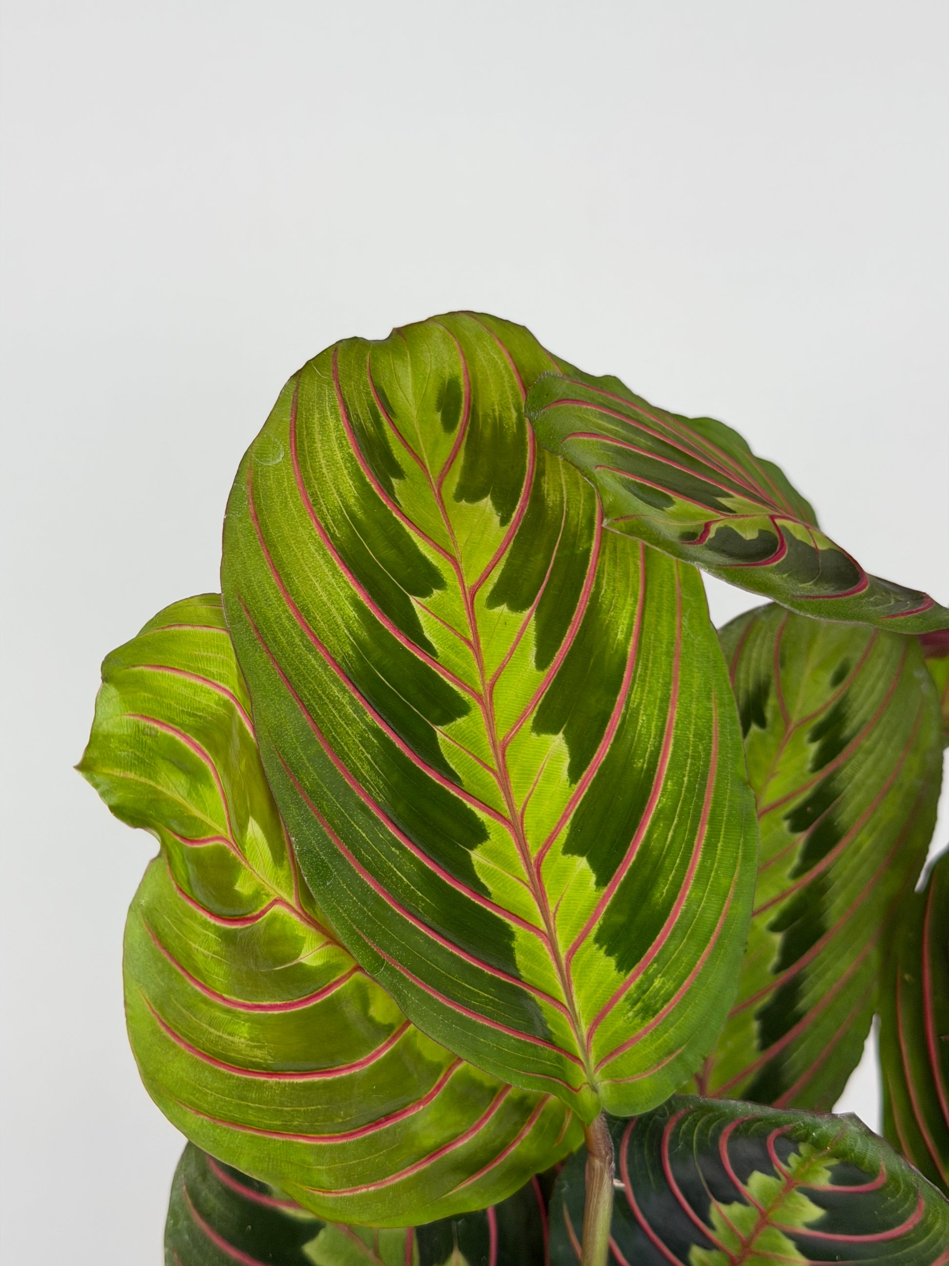 Maranta Leuconeura 'Fascinator'