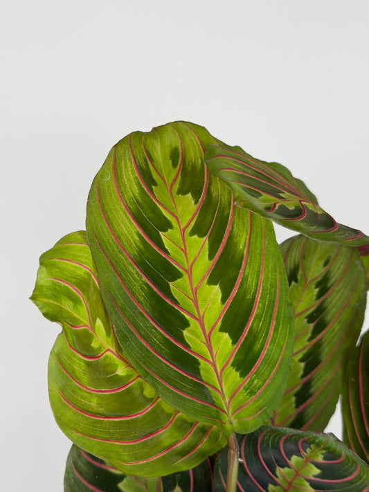 Maranta Leuconeura 'Fascinator'