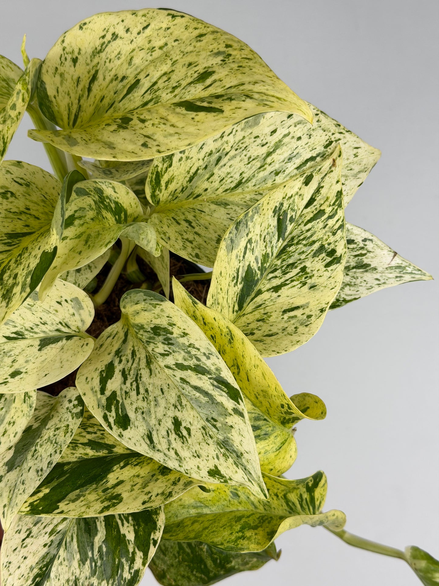 Epipremnum pinnatum 'Snow Leopard' Epipremnum Tropical Corner
